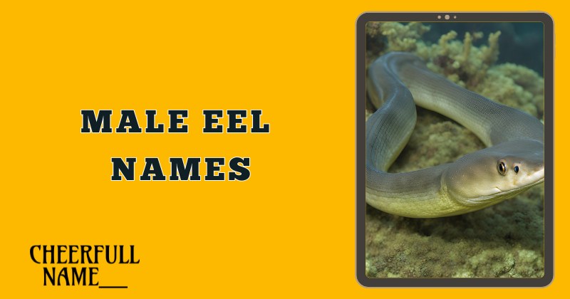 Male Eel Names