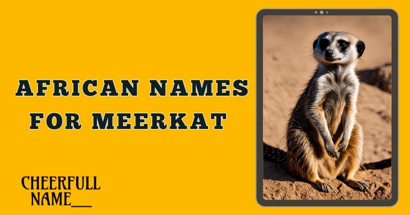 African Names For Meerkat 