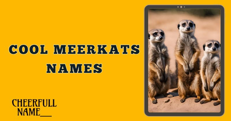 Cool Meerkats Names