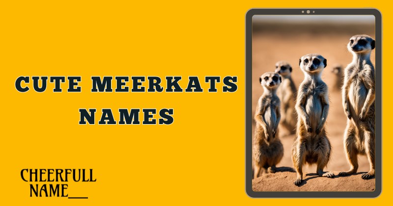 Cute Meerkats Names