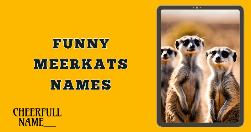 Funny Meerkats Names