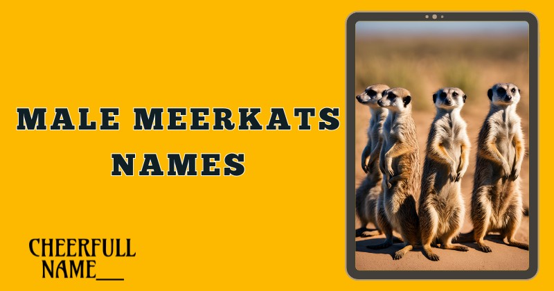 Male Meerkats Names