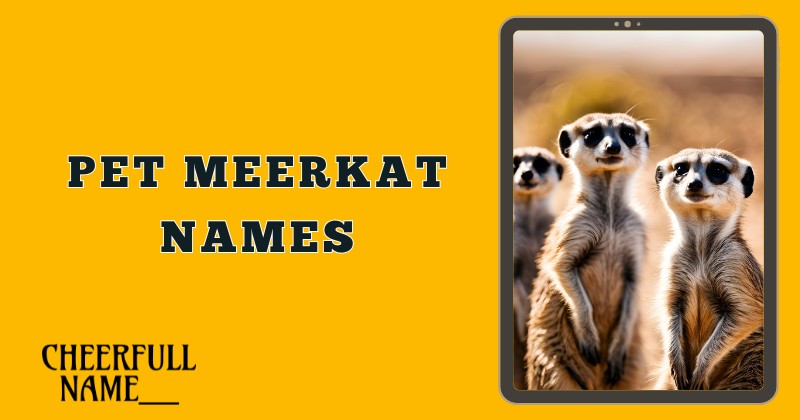 Pet Meerkat Names