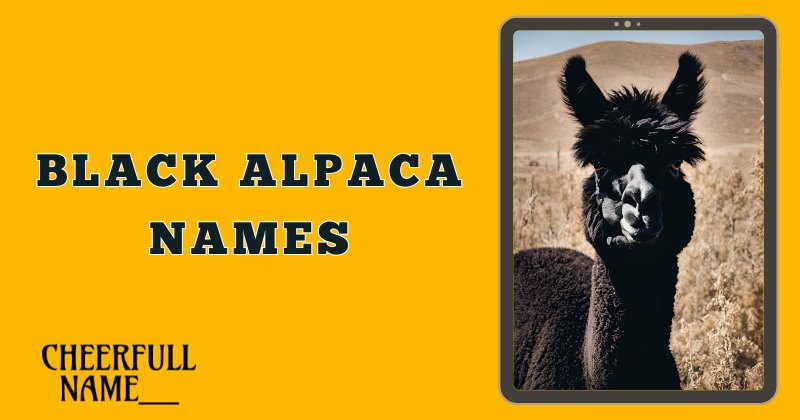 Black Alpaca Names