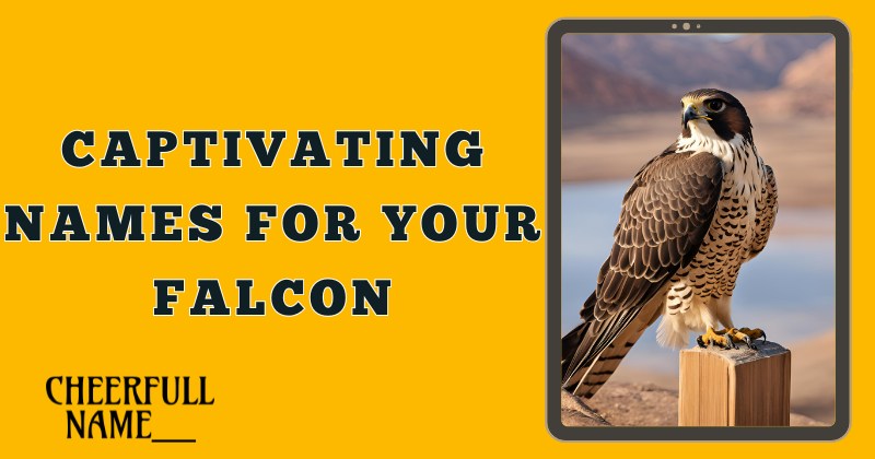 Captivating Names For Your Falcon