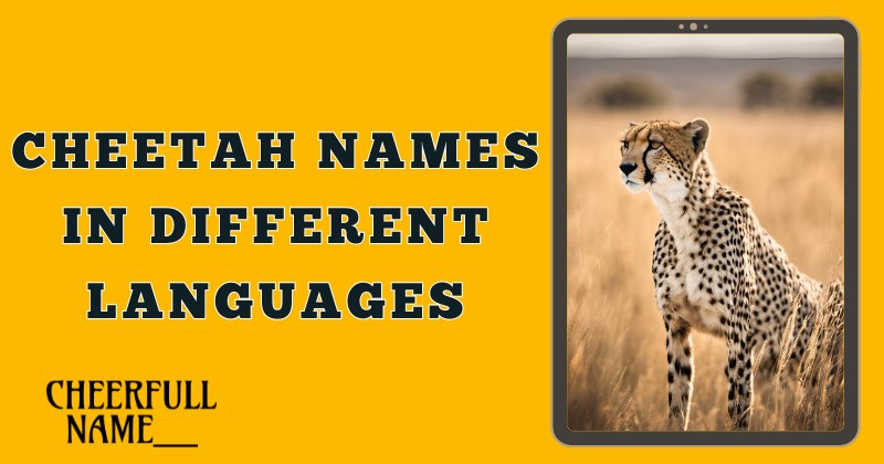 Cheetah Names In Different Languages