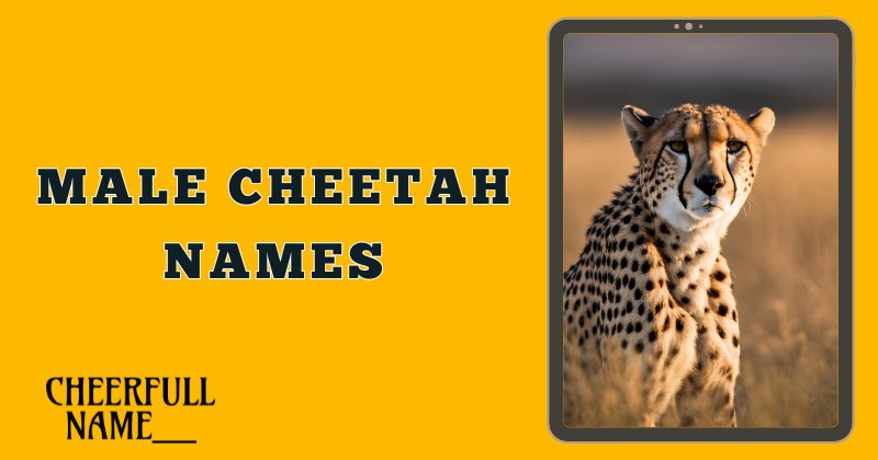 Male Cheetah Names