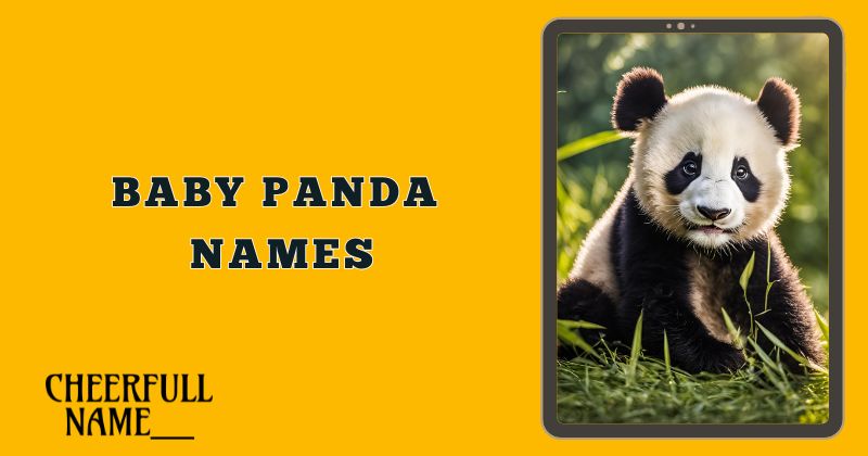 Baby Panda Names