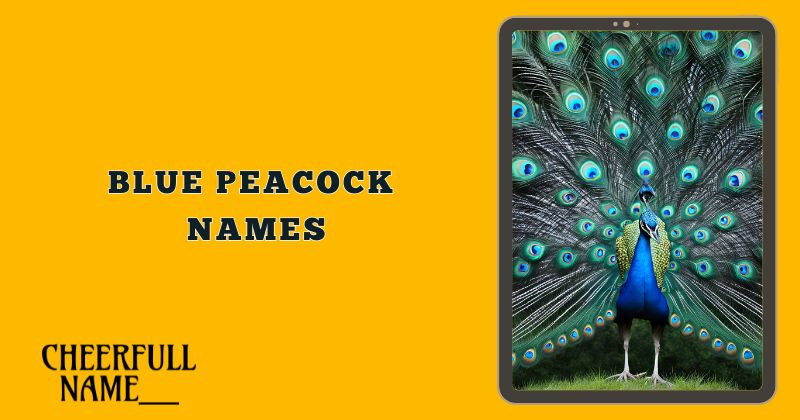 Blue Peacock Names