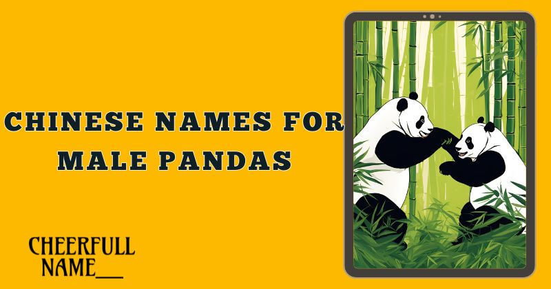 Chinese Names for Male Pandas