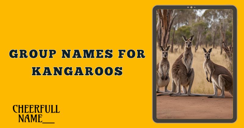 Group Names For Kangaroos