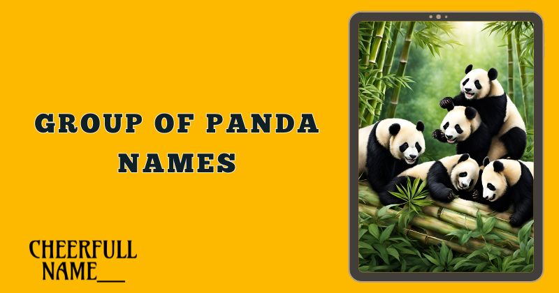 Group Of Panda Names