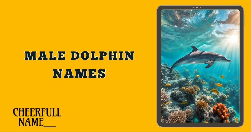 Male Dolphin Names