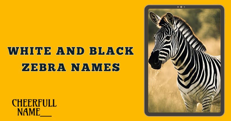 White and Black Zebra Names