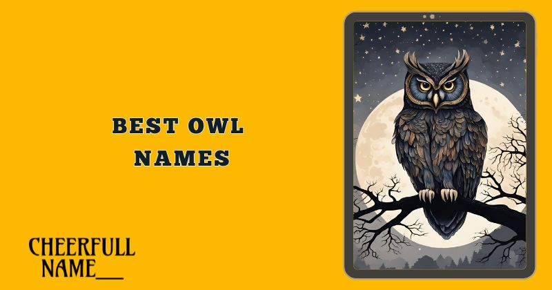 Best Owl Names