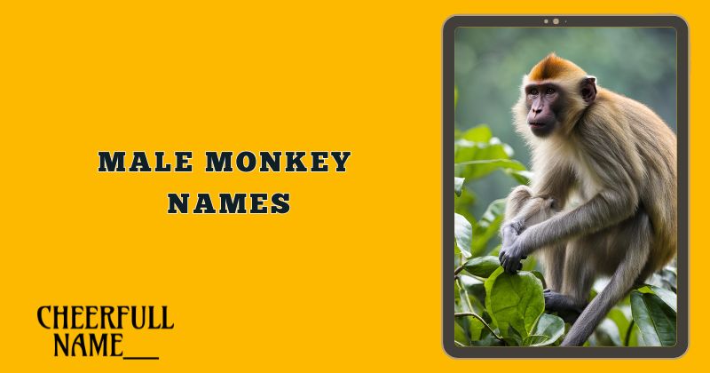 Male Monkey Names