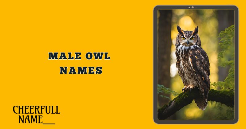 Male Owl Names